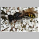 Ectemnius lapidarius - Grabwespe m01b OS-Hasbergen-Lehmwiese det .jpg